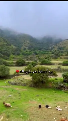 يعور القلب الله يحفظهم ويحفظنا 😢 #الطايف #بني_مالك #اللملكه_العربيه_السعوديه🇸🇦 #saudiarabia🇸🇦 