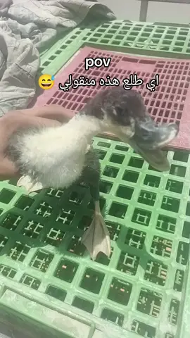 #ليش_مافي_ددعم😣😣😣😣😣 