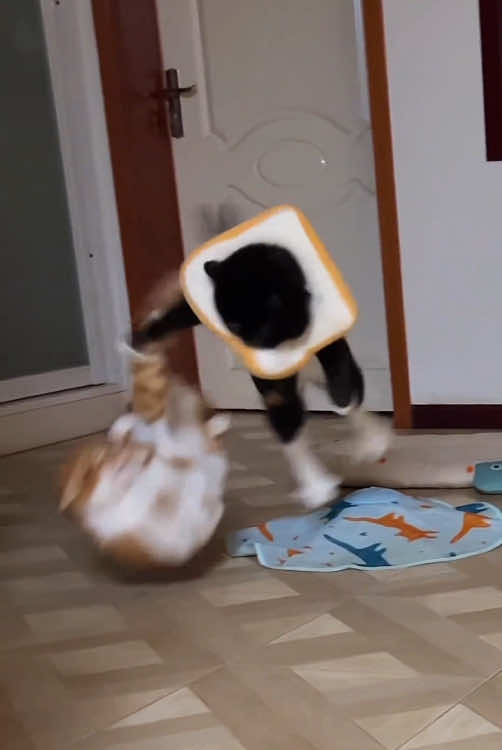 Cats WWE 🥊 (who will be the most powerful cat 👊)#funnycat #pet #fyp #funnyvideos #catsoftiktok #cute #kitten #cat #funny #foyou #PetsOfTikTok #WWE #UFC 