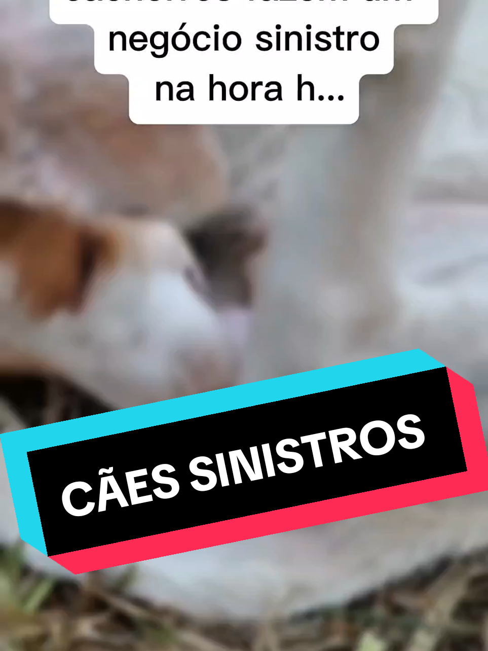 #pedigree #pet #dog #caes #cachorro #animais 