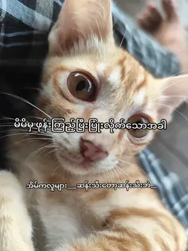 တစ်မျိုးမထင်ပါနဲ့ ဟာသ ကြည့်နေလို့ပါ...🥲 #fypage #foryou #fyppp #fypdong #fypシ゚ #foryoupage @TikTok 