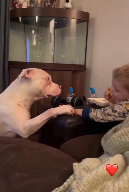 Dogs and children take care of each other❤️❤️#dog #pet #foyou #Love #usa🇺🇸 #fyp #baby #doglove 