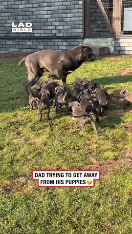 God forbid a man wants a break 😅 (🎥: ViralHog) #ladbible #funnyvideos😂 #animals #dads #relatable #dogsoftiktok