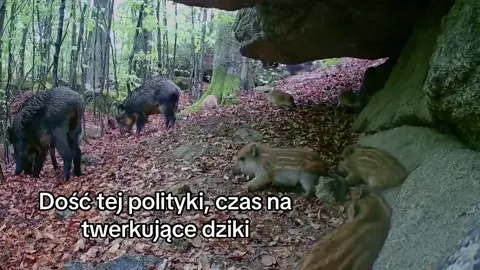 Od czasu piwka Mentzen Trzaskowski jakoś mi się odechciało polityki #dc #dlaciebie 