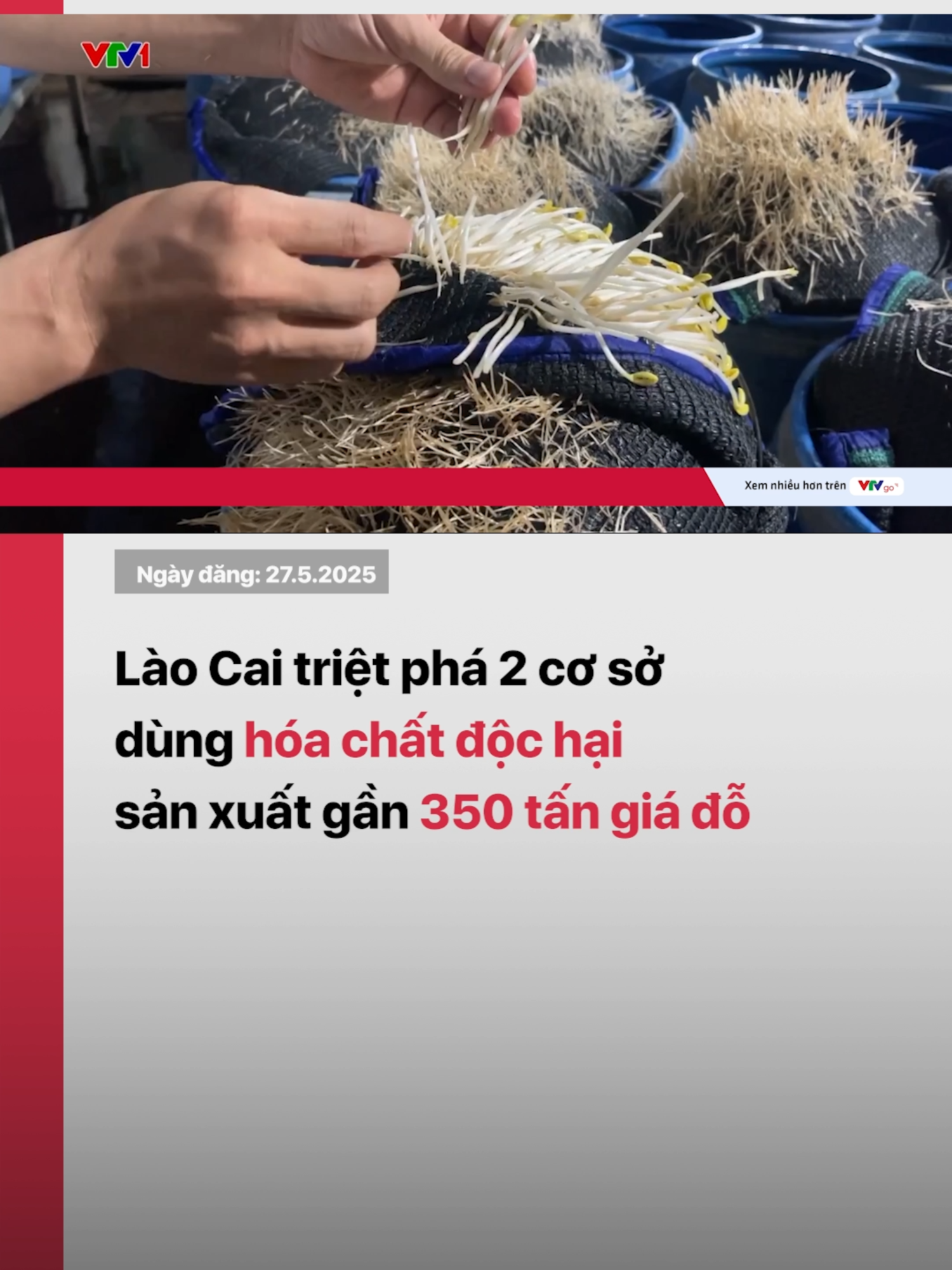 Công an Lào Cai triệt phá hai cơ sở dùng hóa chất cấm để sản xuất giá đỗ bán ra thị trường. Gần 350 tấn sản phẩm nhiễm hóa chất đã được tiêu thụ #vtvdigital #tiktoknews #vtv24 #songkhoe247 #laocai