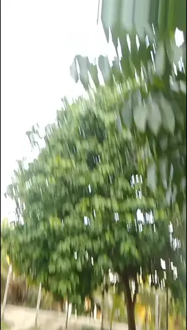 Tia Monica x Thailand🇮🇩🇹🇭🔥🔥🥶🥶#fyp #masukberanda #jointrend 