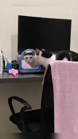 The cat looking in the mirror#cats #funnyvideo #foryou #catsoftiktok #funnyanimals #fypシ #tiktok #funnypets #