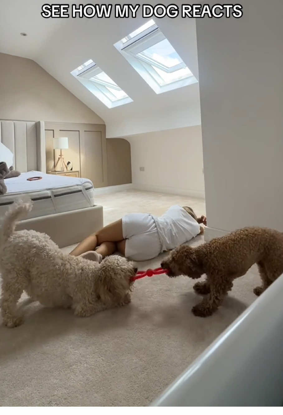 I prenteded to faint and my dog reacted like this#funny #fyp #dog #funnydog #doglover #haha #cute 