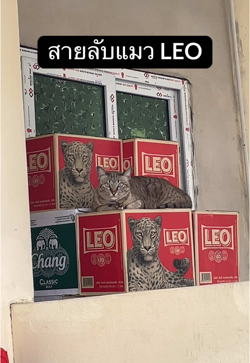 หวัดดีก๊าบผมชื่อ ทอม สายลับแมว LEO 😼😂 #pov #cat #kitten #bangkok #missionimpossible #funny 