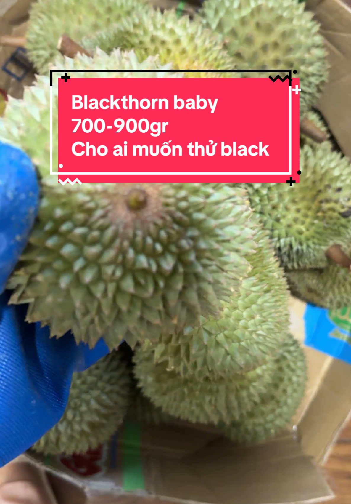 Blackthorn hàng dưới 1kg #blackbaby #myanfruit #musakingmini #musaking 
