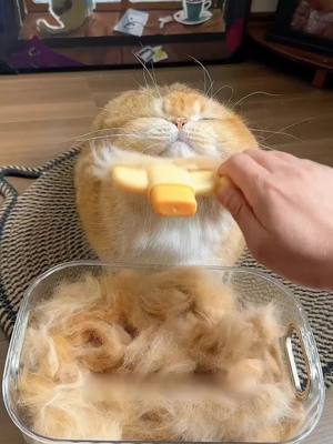 Lược chải lông thú cưng giảm50%! Giảm rụng lông hiệu quả. Sắp hết - mua ngay!