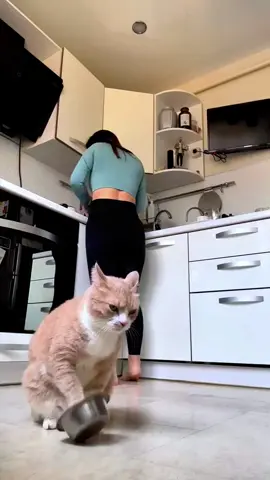 Cat I’m hungry🥺#cat #cats #catlover #catsoftiktok #kitten #fyp 