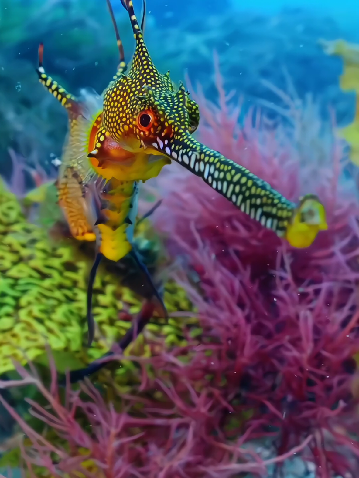 #ocean #fish #relaxing #underwater #exotic #creatorsearchinsights 