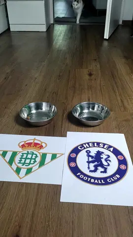 ⚽️😺 Oracle Cat: Betis 0:2 Chelsea – Conference League Final Oracle Cat predicts a 2:0 win for Chelsea over Real Betis in the Conference League Final! 🏆🐱 Do you agree with the cat? Drop your score below! 👇 #OracleCat #Chelsea #RealBetis #ConferenceLeagueFinal #UEFA #catprediction #footballprediction #soccerprediction #felinemagic  @user1691018761486