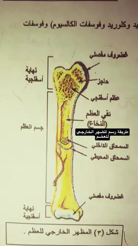 طريقة رسم المظهر الخارجي للعضمة تردون بعد؟؟  .  .  .  .  #رسم #احياء #طلاب_الثالث_متوسط #وزاري #مرشحات_عباس_علي_الغالبي #ثالثيون #realmadrid #relatable #viral #fyp #music #تصميم_فيديوهات🎶🎤🎬 #تصميمي #الشعب_الصيني_ماله_حل😂😂 