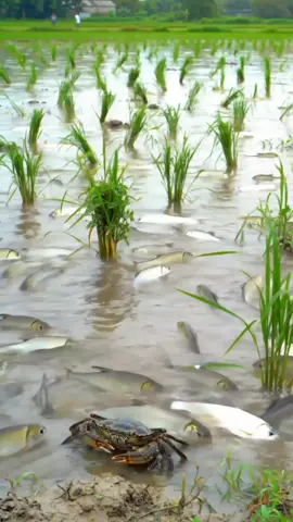 #rainy #rainyday #fish #ស្រុកស្រែ 