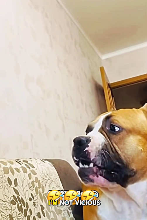 Mashup wait till the end 🤣 #voiceover #talkingdog #talkingcat #catsoftiktok #dogsoftiktok #foryou #capcut 