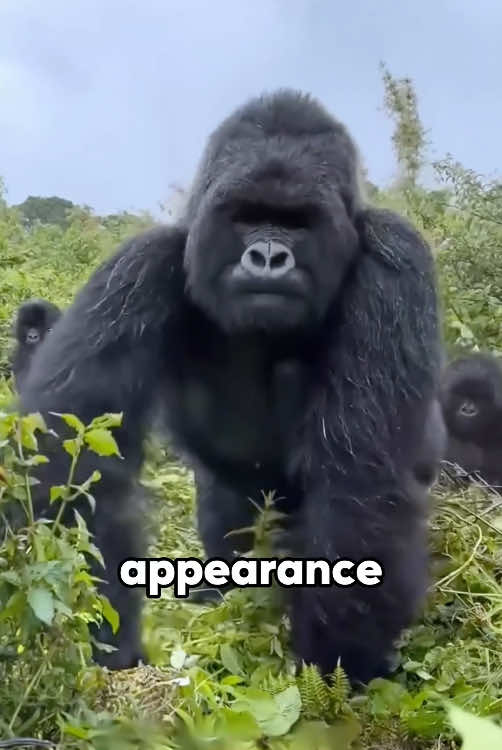 Silverback gorilla #foryour #funny #animals #gorilla #tiktok #fyp 