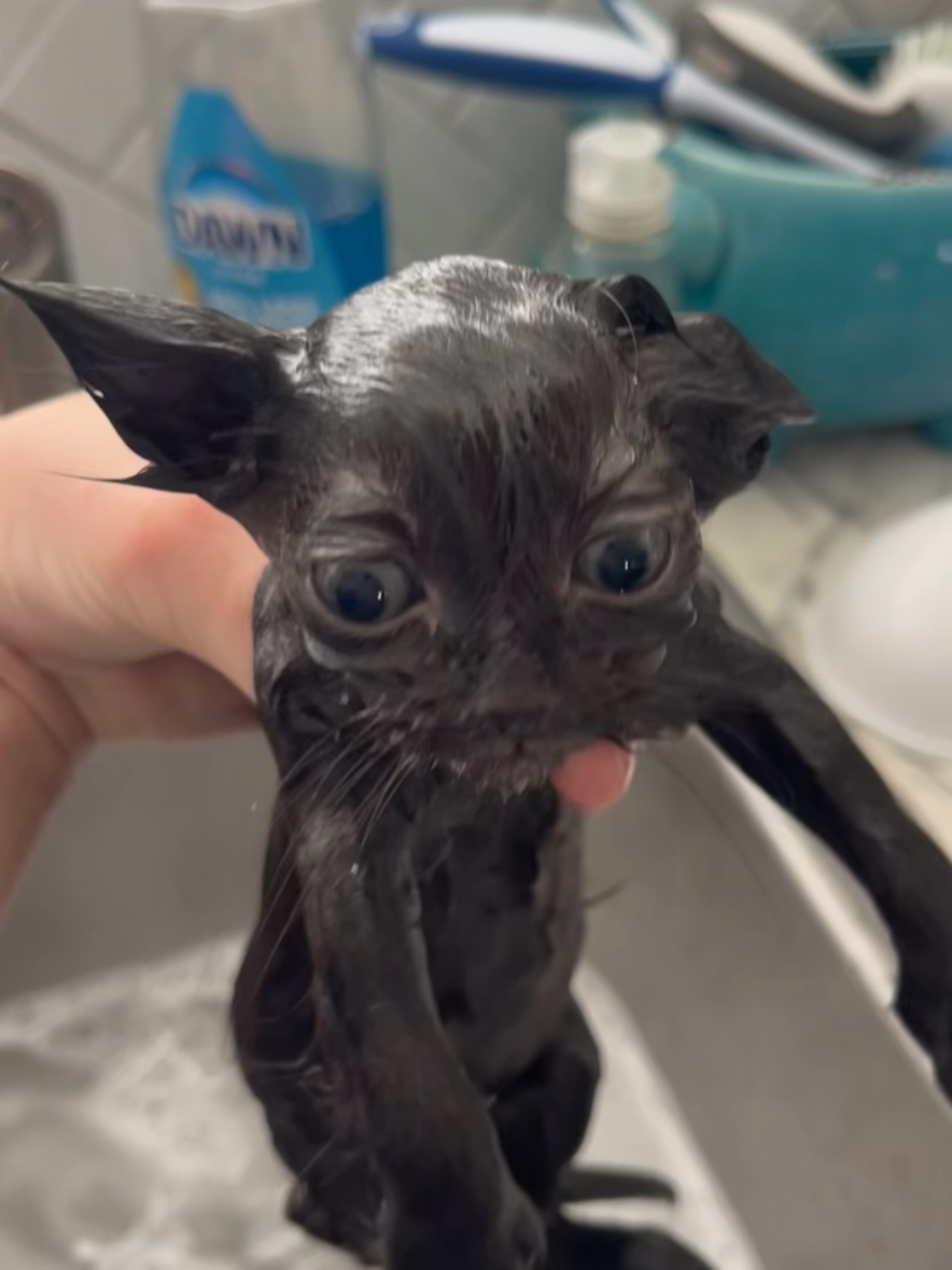 Bongo bath 🛁 #fyp #cats #funnycats #cute #blackcats #catsoftiktok #funnyvideos 