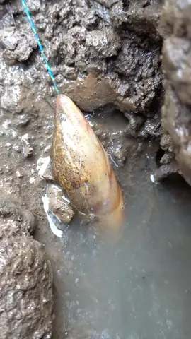 kali ini kita dapat belut babon nih guys di sawah pinggir selokan kecil 😃 / youtbe >asikin.adilio63 #mancing #ngurek #belut #fyyyyyyyyyyyyyyyy #pancingmurah #Outdoors 
