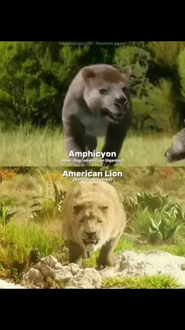 amphicyon vs American Lion #amphicyon #beardog #americanlion #lion #animal #debates #beardogvsamericanlion 