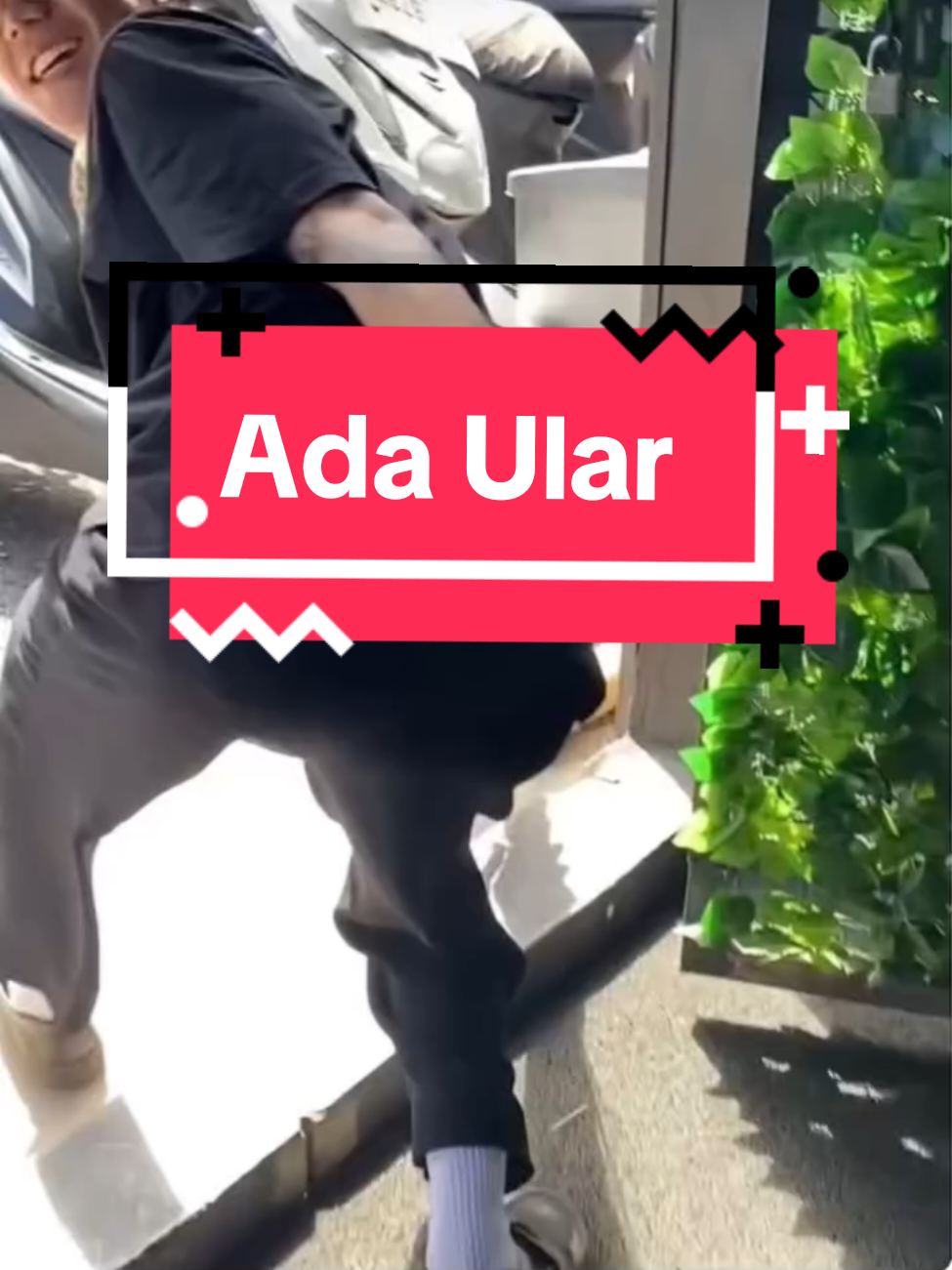 #panjipetualang #kingkobra #ular #videoviral #livehighlights #fyp 