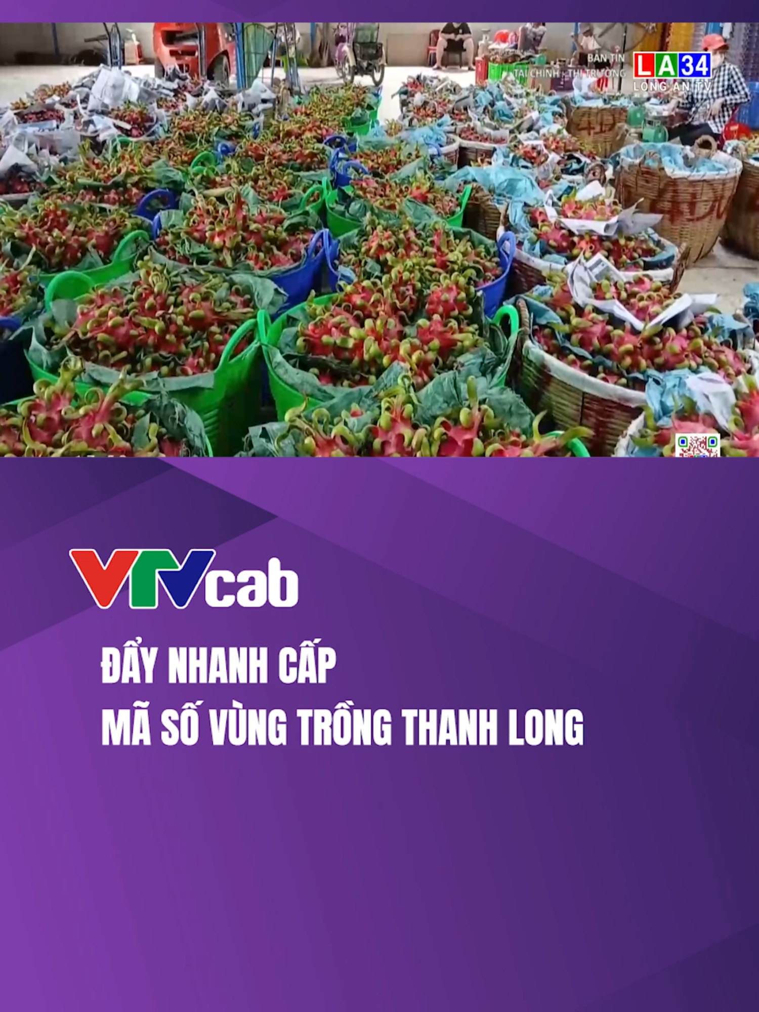 Xác định thanh long là một trong những loại trái cây đặc sản, có lợi thế cạnh tranh của địa phương, mang lại giá trị xuất khẩu cao, đến nay, tỉnh Tiền Giang đã xây dựng được vùng chuyên canh thanh long xuất khẩu gần 8.600 ha tập trung ở các huyện của tỉnh như Chợ Gạo, Gò Công Tây, Gò Công Đông… Sản lượng thanh long thu hoạch hàng năm gần 272.000 tấn. Nhằm góp phần nâng cao chuỗi giá trị của cây thanh long cũng như đưa trái thanh long Tiền Giang đến với những thị trường khó tính trên thế giới, tỉnh Tiền Giang đang đẩy nhanh tiến độ cấp mã vùng trồng cây thanh long, đặc biệt tại vùng chuyên canh trái cây đặc sản này. #vtvcab #vtvcabtaichinh #master2023bytiktok #xuhuong #thanhlong