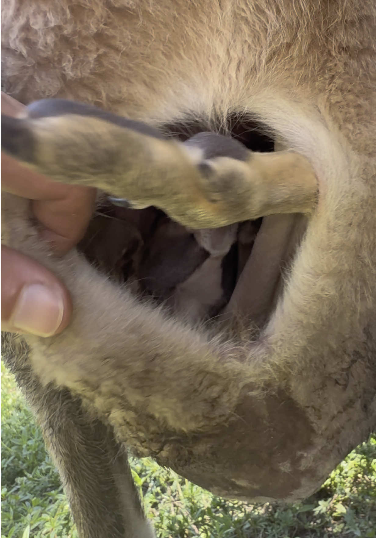 Did you know Baby Kangaroos Stay In Their Moms Pouch For Between 5-9 Months? Pretty AMAZING! Come Walkthrough Our Kangaroo Area! Pet Learn About & Take Pics w/Our AMAZING Animals! Book A Walkthrough Safari Tour at AnimalEDventures.com #ForYou #ForYouPage #Fyp 