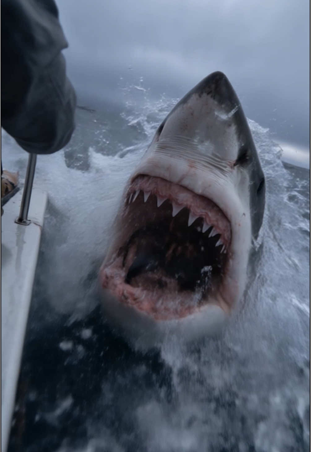 Memorial Day boaters have a close call with a great white shark right outside Carpinteria, California. The family of five were idle when their boat was unknowingly bumped by the shark. The circling shark breached moments later shown by the captured footage  #fyp #mdw #memorialday #memorialdayweekend #shark #california #santabarbara #carpinteria #greatwhiteshark #ocean #scary #water #beach #boating #ai #aiart #boating #fishing #thalassophobia #liloandstitch #nvidia #artificialintelligence 