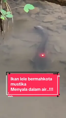 Lele ikan lele bermahkota mustika merah menyala dalam air #mancingway #mancingwaystore 