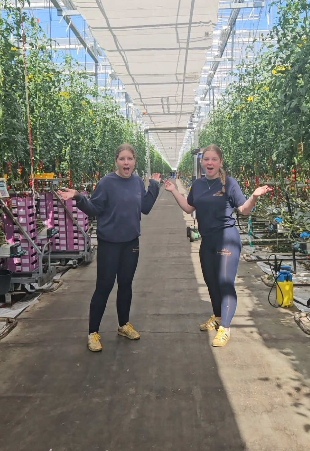 POV: De kas staat in brand, neem alle belangrijke spullen meee! 🔥 #fy #foryoupage #tuinbouw #schenkeveldtomaten #scholieren #bijbaan #westland #rijsenhout 