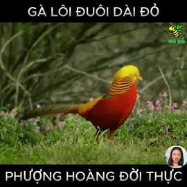 Gà lôi đuôi dài đỏ được xem là Phượng Hoàng trong tự nhiên