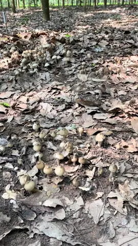 Quá hớp rùi anh em ơi🍄🍄