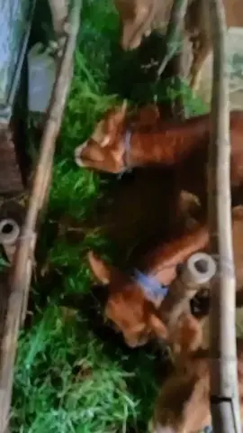 gengsi tidak berlaku bagi cowok  #peternaksapifram #peternakmudaindonesia #fypシ゚ #peternakmuda #sapi #peternakmilenial 