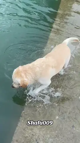 #粉丝一千万#pet#pets#cute#funny#viral#dog#funnydog#funnyvideos#foryou#IoI#fyp#fypツ 