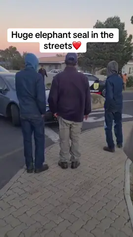 In a bizarre and unexpected sighting, an elephant seal was spotted wandering through the streets of Gordon's Bay on Tuesday morning, nearly a kilometre from the shoreline. Stunned residents first noticed the massive marine mammal around bam and quickly began filming the unusual encounter. The latest from the SPCA is that a wildlife vet will safely sedate the seal before it is loaded onto the trailer for transport. #elephantseal #gordonsbay #southafrica 