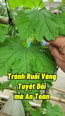 Phòng Tránh Ruồi Vàng Đốt Quả #phongtranhruoivang #ruoivang #bayruoivang #duoiruoivang #thichtrongcay #thichlamvuon #lamvuon #trongrau #annam #namxelan90 #annamyeulamvuon 