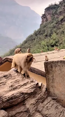 #tiktok #monkey #foryou 