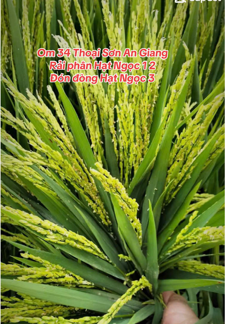 #om34 #phanbonhatngoc #dam46 #cungcaydayla #sieuvogao #sieuvogao #caylua #ruongluamientay #kiengiang #angiang #thoaison #cantho #daoon #sauducthan #hailua 