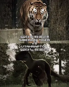 Don't know how some people think otherwise | Quick edit I made cuz of I couldn't fall asleep last night and got bored 🤷🏻‍♂️ | #wis #edit #capcut #1v1 #animalkingdom #siberiantiger #utahraptor | @Mini @Ace🥀 @Galocket @Crypt ✝️ @Changosqn🌚 @amp @𝕻𝖗𝖔𝖙𝖔𝖊𝖉𝖎𝖙 @Specs.aep @Josue 