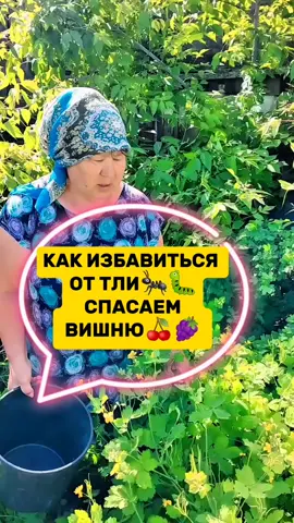 КАК избавиться от тли навсегда? нужно быть внимательнее и не лениться! #советы #полезныесоветы #тля#смородина#борьба #вишня#вредители #оттли #сад #огород #лайфхак #костанай🇰🇿🇰🇿🇰🇿🔥💯 
