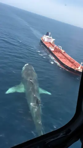 Un Megalodon attaque un bateau en direct. 
