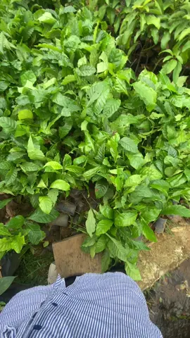 Umume wong ndeso bae 🌿🤑 #fyp #kopi #pohonkopi #tani 