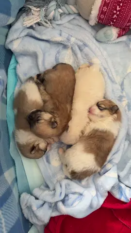 puppies are sleeping! #puppies #sleeping #sleepingpuppies #pomeranianpuppy #poms #pomeranian #fyp 