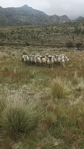 #🌹🌺🇵🇪🌺🌹 