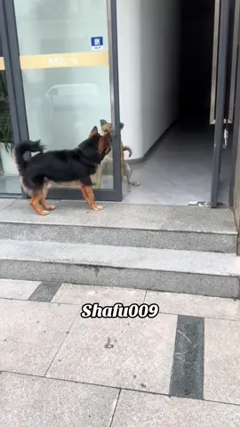 #粉丝一千万#pet#pets#cute#funny#viral#dog#funnydog#funnyvideos#foryou#IoI#fyp#fypツ 