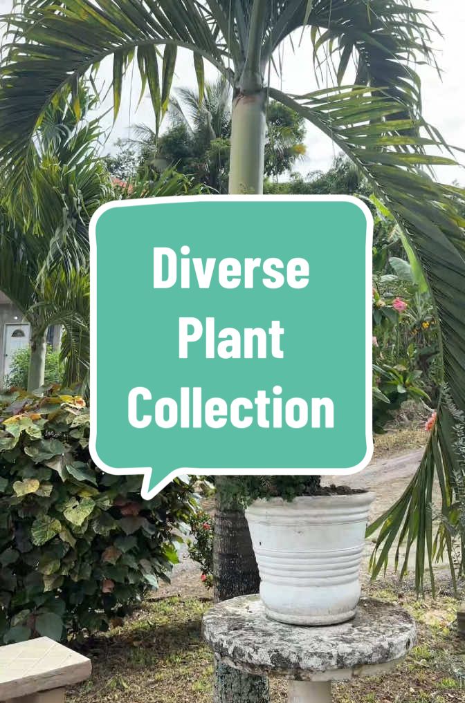 What is your favorite thing about creating content in your garden or region? #gardentok #garden #gardening 