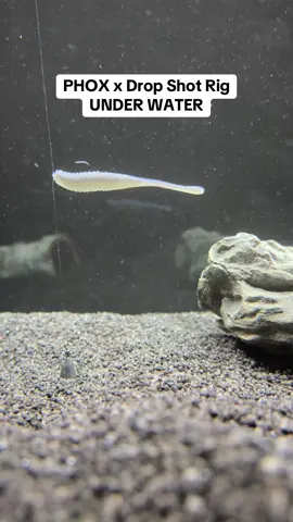 Phox Plum Olive am Drop Shot #jaeger #jaegerfishing #dropshot #readytogo 