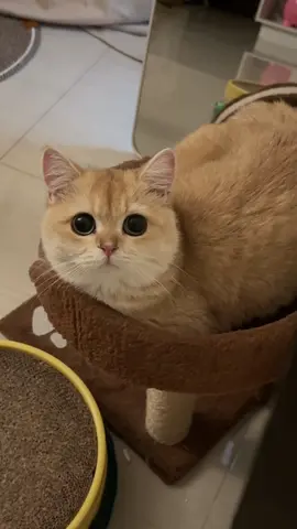 those boba eyes 🥺🧋 #fyp #catsph #munchkin #catsphilippines #catsoftiktok #kitten #munchkincat #kittensoftiktok #foryou #britishshorthair #golden #bri 