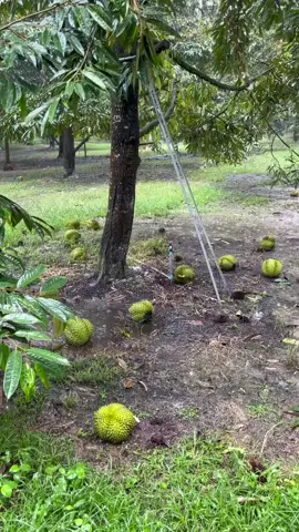 น้ำตาชาวสวน #ทุเรียน #พิปูน #นครศรีธรรมราช โอด “เงินล้าน” หายไปในกระพริบตา  บ่ายวันนี้ เจอฝนกระหน่ำและลมพัดแรง ทำให้สวนทุเรียนได้รับความเสียหาย อีก 1 เดือนกำลังจะตัดขาย  กว่าจะได้เก็บผลผลิตต้องนอนผวากับฝนอยู่หลายเดือน เป็นกำลังใจให้ชาวสวนทุเรียนใต้ และทุกจังหวัด ขอให้ผ่านพ้นและได้ผลผลิตกันเยอะๆ นะครับ Cr.ภูชิต ศรีพัฒน์